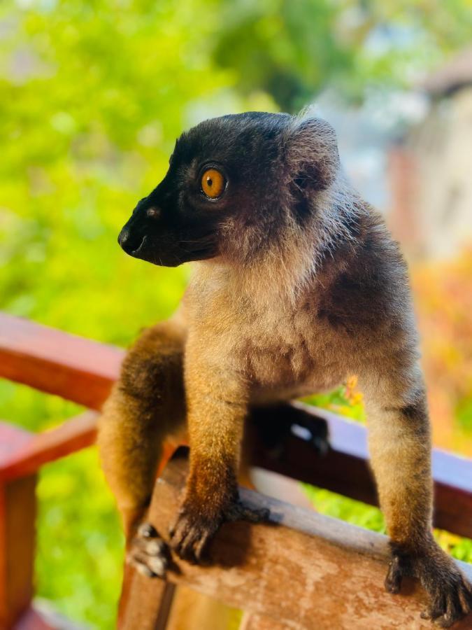 Tamarin Lodge Ampangorinana Εξωτερικό φωτογραφία